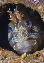 Tompot blenny. North Wales. D200, 2x converter, 60mm. by Derek Haslam 